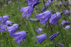 campanula scheuchzeri (3) (1200 x 800).jpg